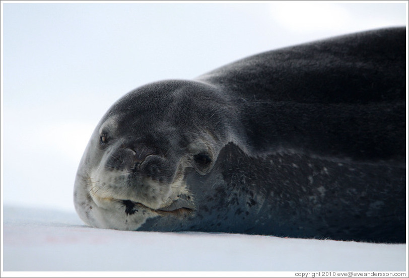 Crabeater Seal on an iceberg.