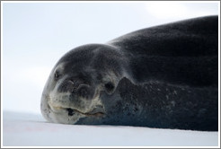 Crabeater Seal on an iceberg.