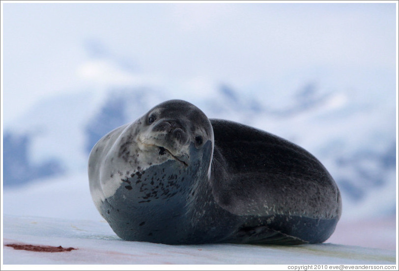 Crabeater Seal on an iceberg.