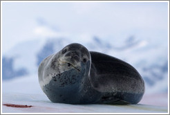 Crabeater Seal on an iceberg.
