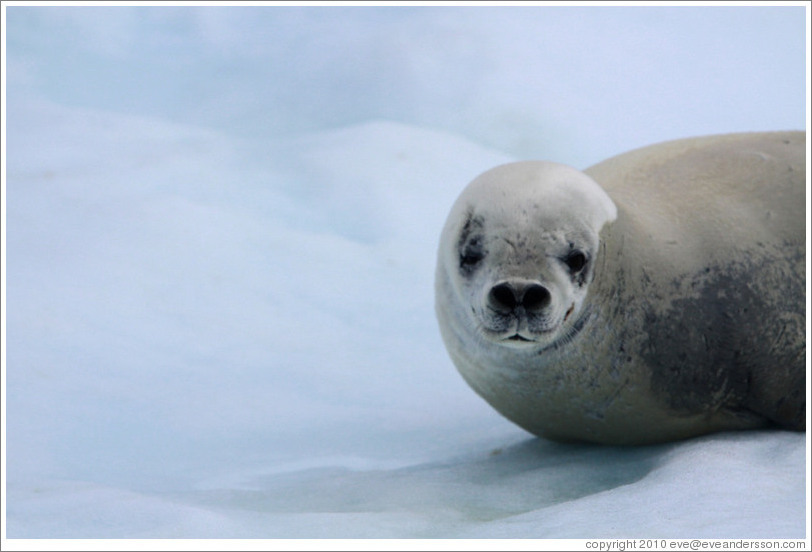 Crabeater Seal on an iceberg.