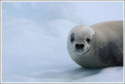 Crabeater Seal on an iceberg.