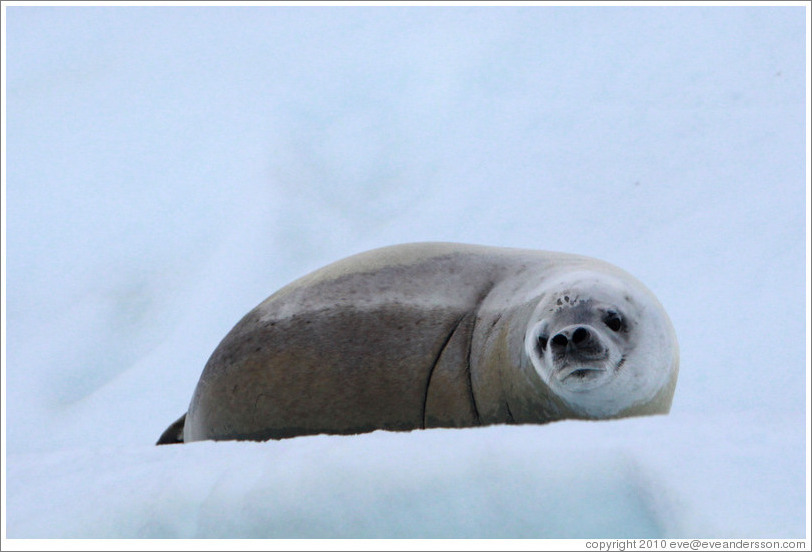 Crabeater Seal on an iceberg.