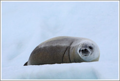 Crabeater Seal on an iceberg.