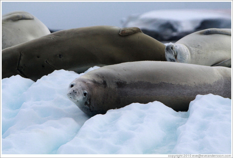Three Crabeater Seals on an iceberg.