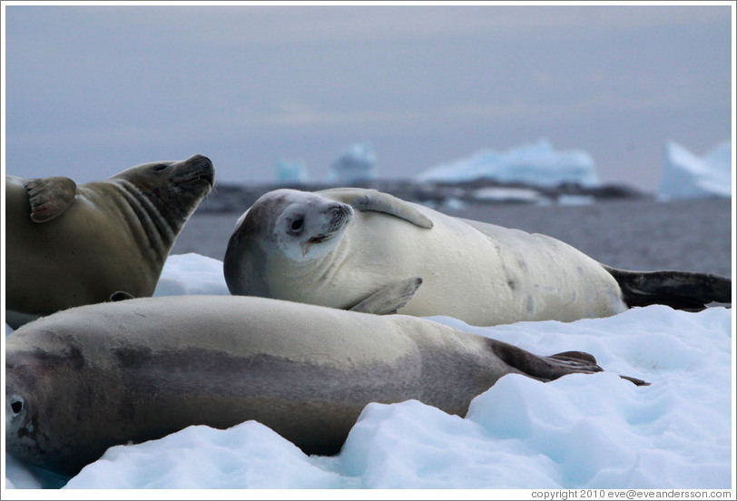 Three Crabeater Seals on an iceberg.