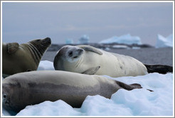 Three Crabeater Seals on an iceberg.