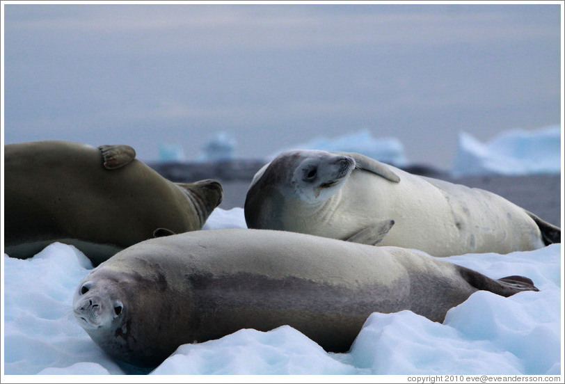 Three Crabeater Seals on an iceberg.