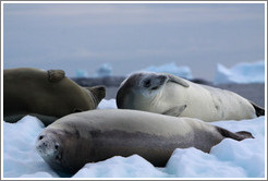 Three Crabeater Seals on an iceberg.