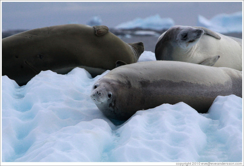 Three Crabeater Seals on an iceberg.