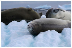 Three Crabeater Seals on an iceberg.