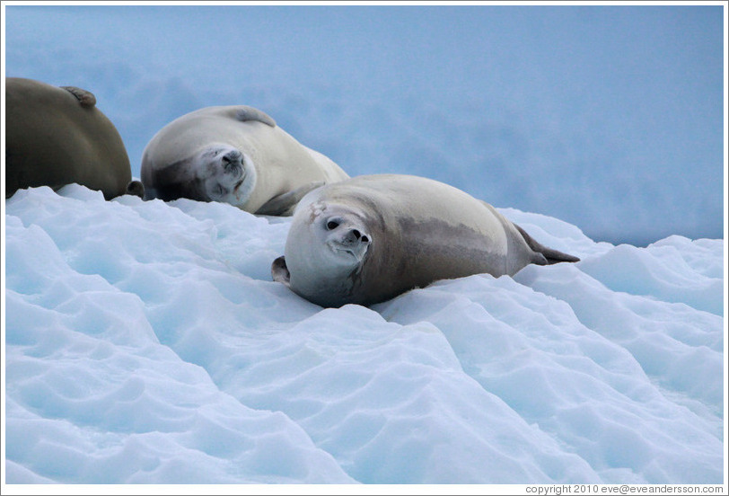 Crabeater Seals on an iceberg.