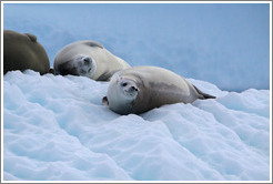 Crabeater Seals on an iceberg.