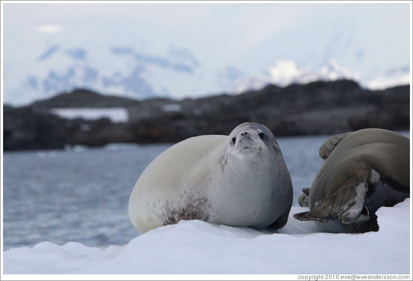 Crabeater Seals on an iceberg.