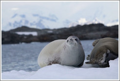 Crabeater Seals on an iceberg.