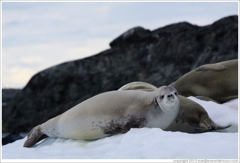 Crabeater Seals on an iceberg.