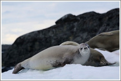 Crabeater Seals on an iceberg.