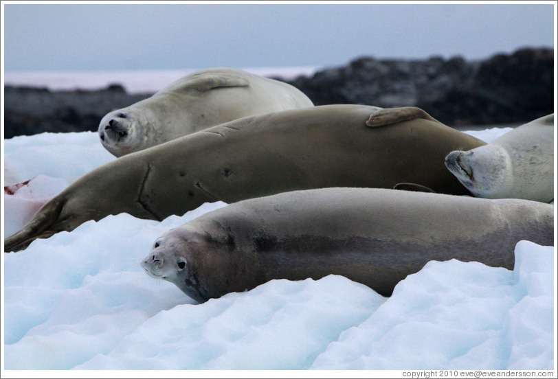 Crabeater Seals on an iceberg.