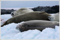 Crabeater Seals on an iceberg.