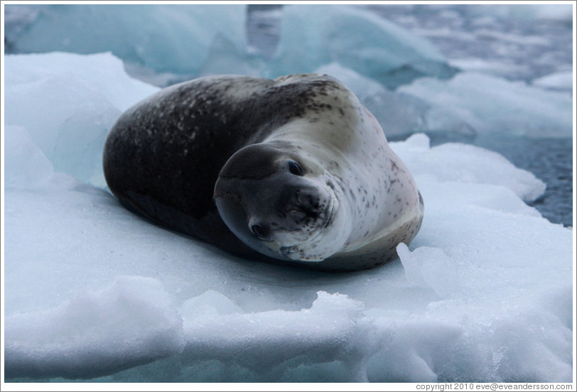 Leopard Seal on an iceberg.