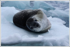 Leopard Seal on an iceberg.