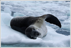 Leopard Seal on an iceberg.