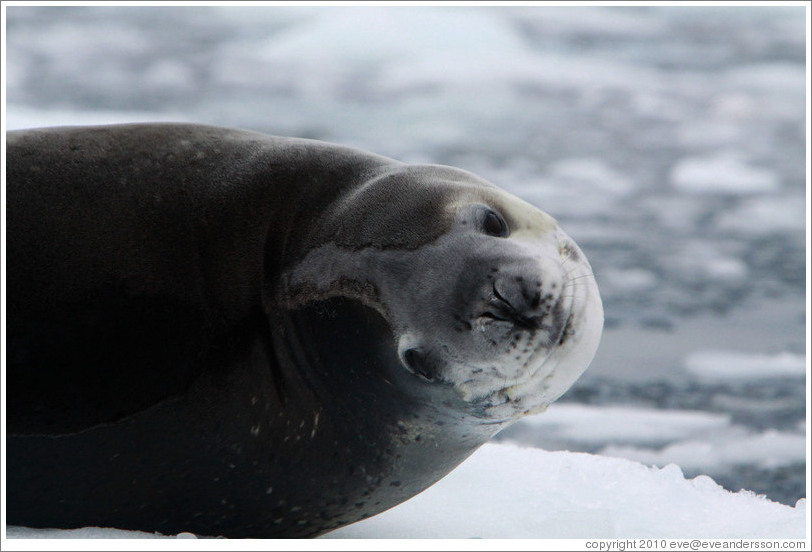 Leopard Seal on an iceberg.