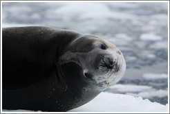 Leopard Seal on an iceberg.