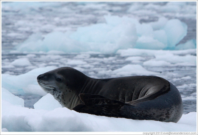 Leopard Seal on an iceberg.
