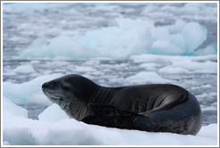 Leopard Seal on an iceberg.