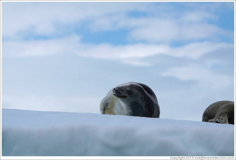 Leopard Seals on an iceberg.