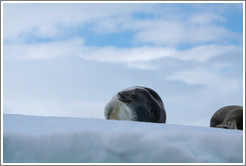 Leopard Seals on an iceberg.