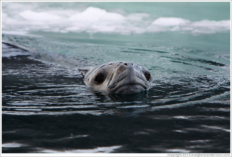 Leopard Seal swimming.