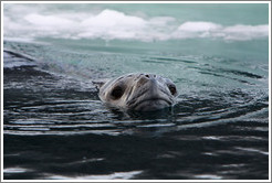 Leopard Seal swimming.