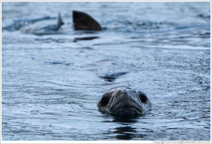 Leopard Seal swimming.