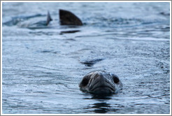 Leopard Seal swimming.