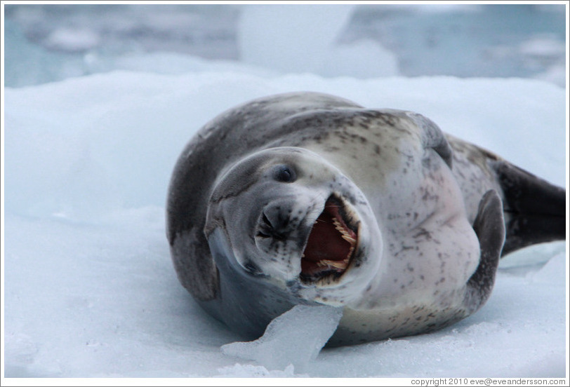 Leopard Seal yawning.