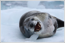 Leopard Seal yawning.