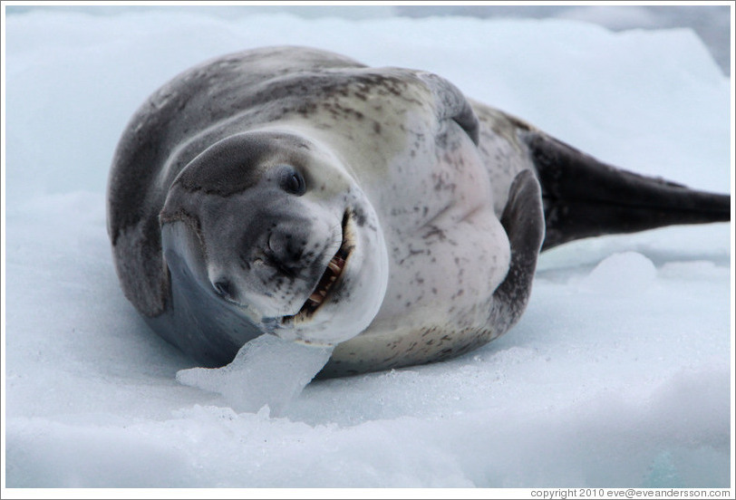 Leopard Seal yawning.