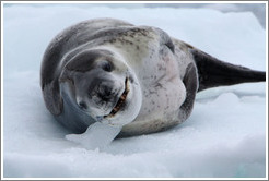 Leopard Seal yawning.