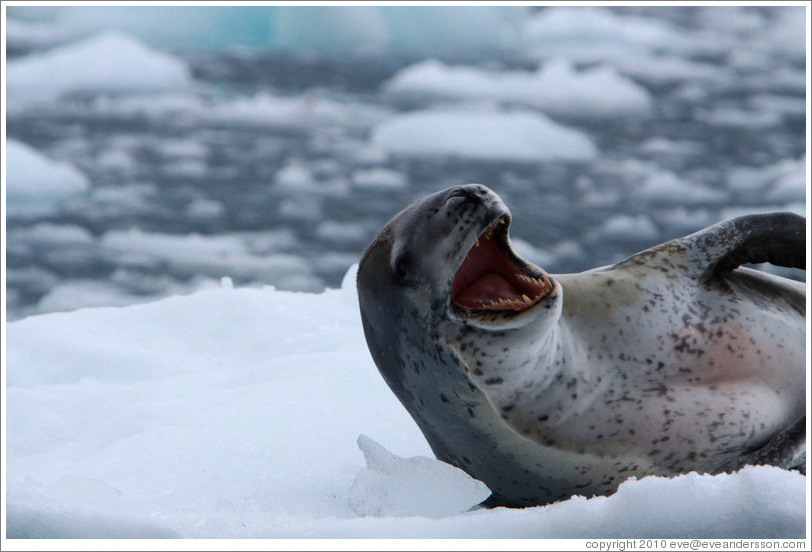 Leopard Seal yawning.