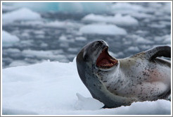 Leopard Seal yawning.