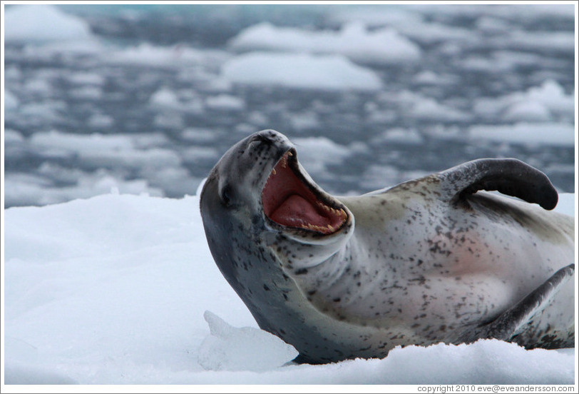 Leopard Seal yawning.