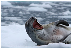 Leopard Seal yawning.