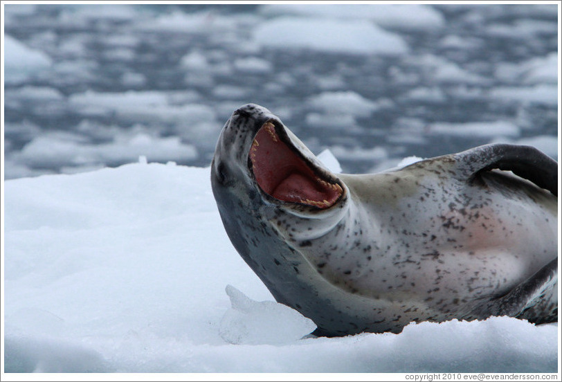 Leopard Seal yawning.