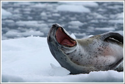 Leopard Seal yawning.