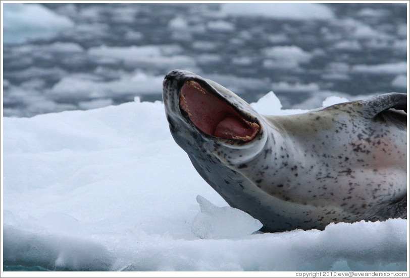 Leopard Seal yawning.