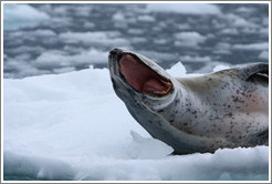 Leopard Seal yawning.