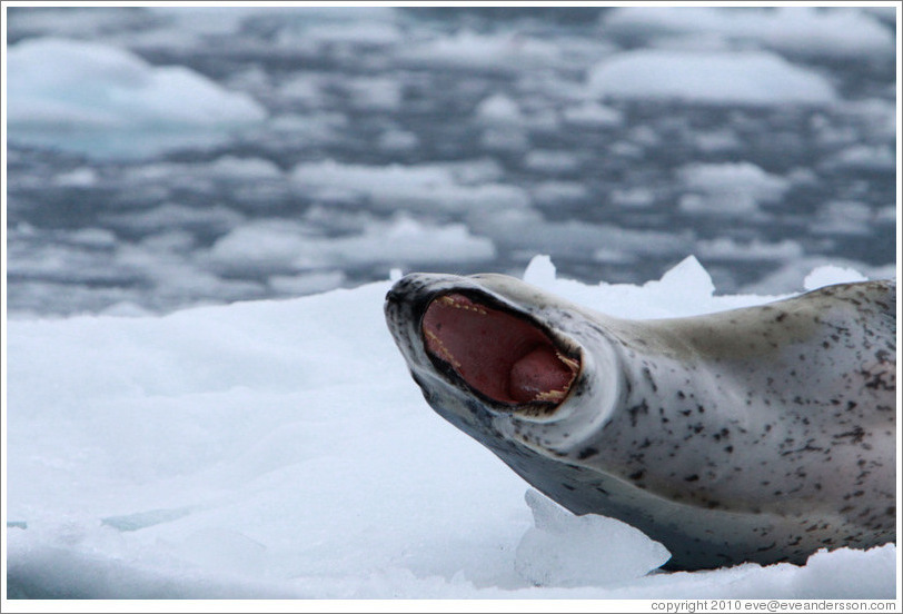 Leopard Seal yawning.