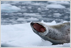 Leopard Seal yawning.